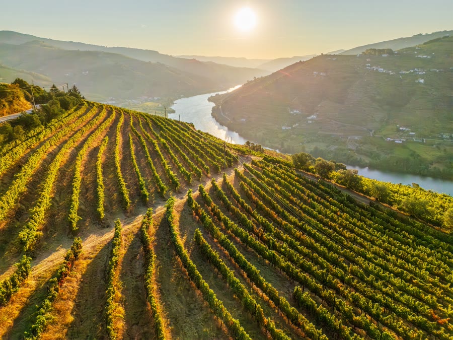 Vinhas em socalcos no Douro